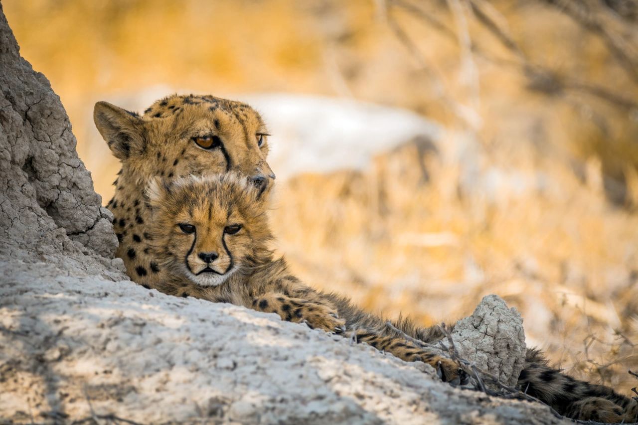 A female cheetah resting with her cub in Etosha, Namibia