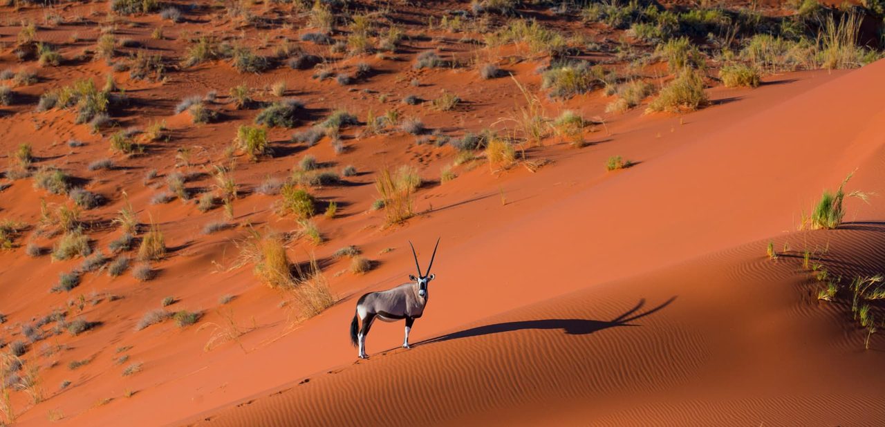 A lone gemsbok standing on a red Namib dune crest casting a long shadow