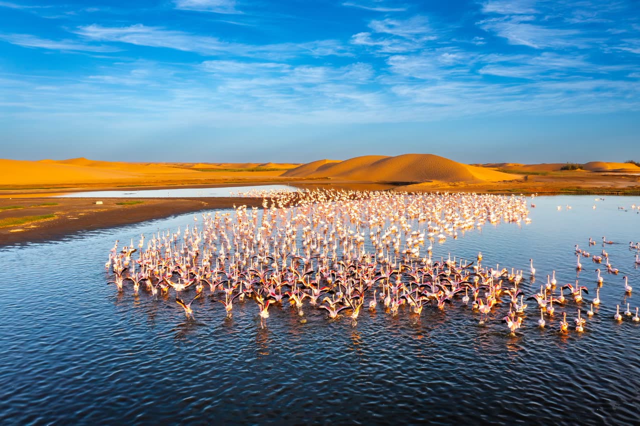 Flamingos taking flight on a lagoon behind the dunes at Walvis Bay