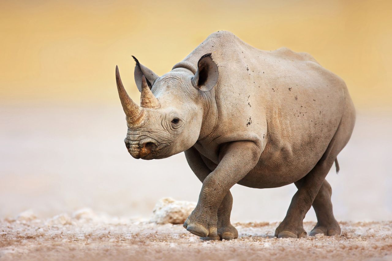 A young black rhino trotting across the pale gravel at the edge of the Etosha pan
