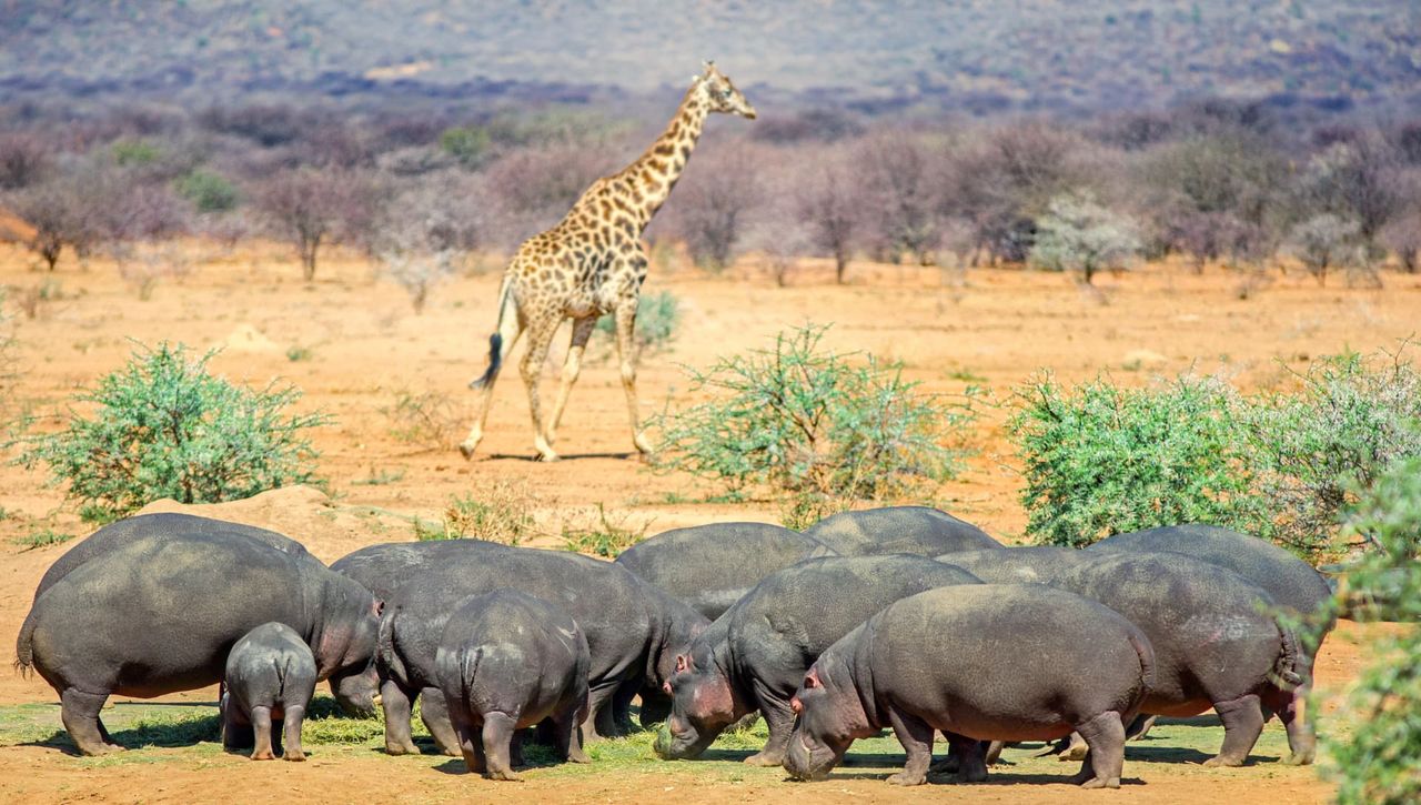 A giraffe crossing behind a pod of hippos sharing a waterhole in Namibia