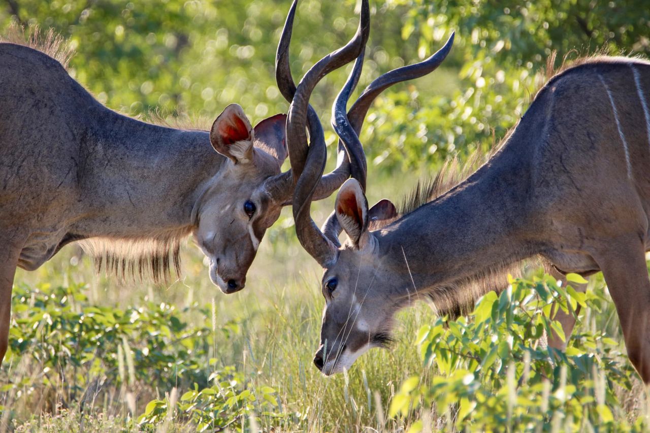 Two kudu bulls locking horns in green bush in Etosha, Namibia