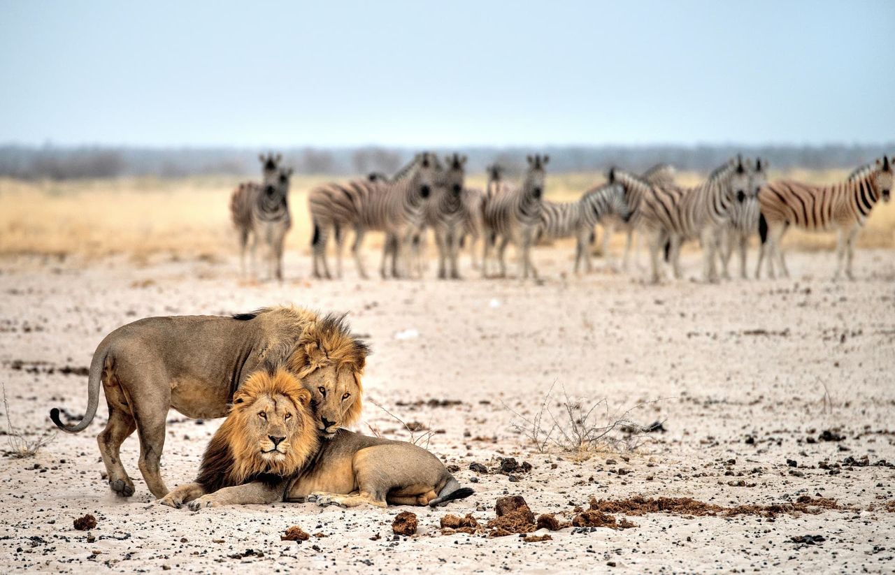 Two male lions resting on an open Etosha pan with a herd of zebra standing in the background